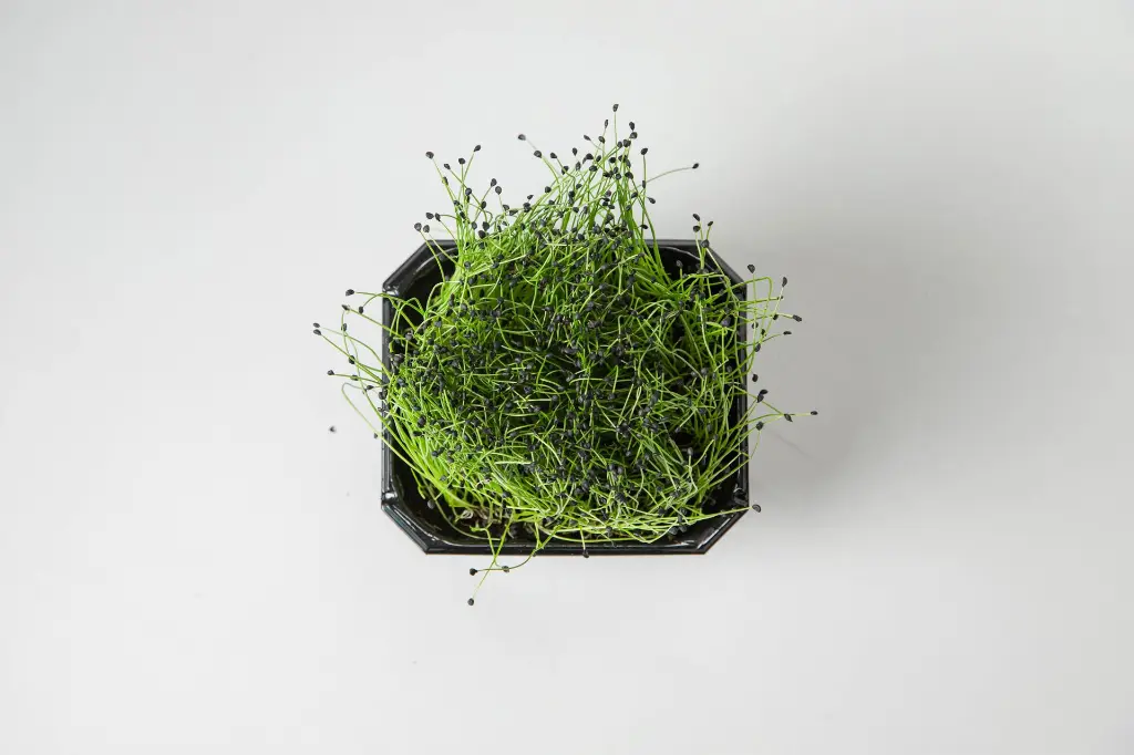 Kiploku locini (4).webp