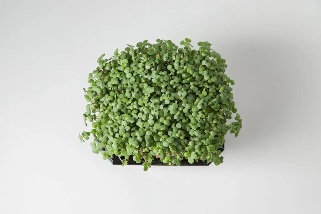 Baltas sinepes (3).webp