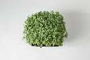 Baltas sinepes (3).webp