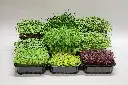 Subscription for a set of greens