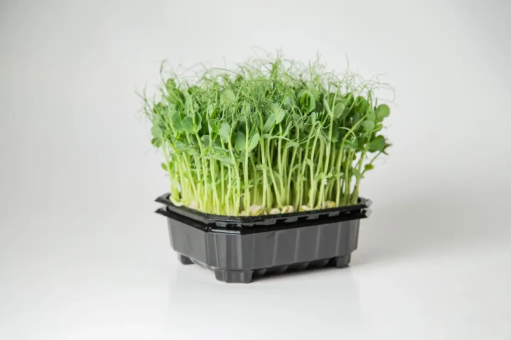 Peas