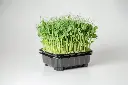 Peas