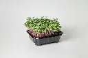 Radish Red Coral