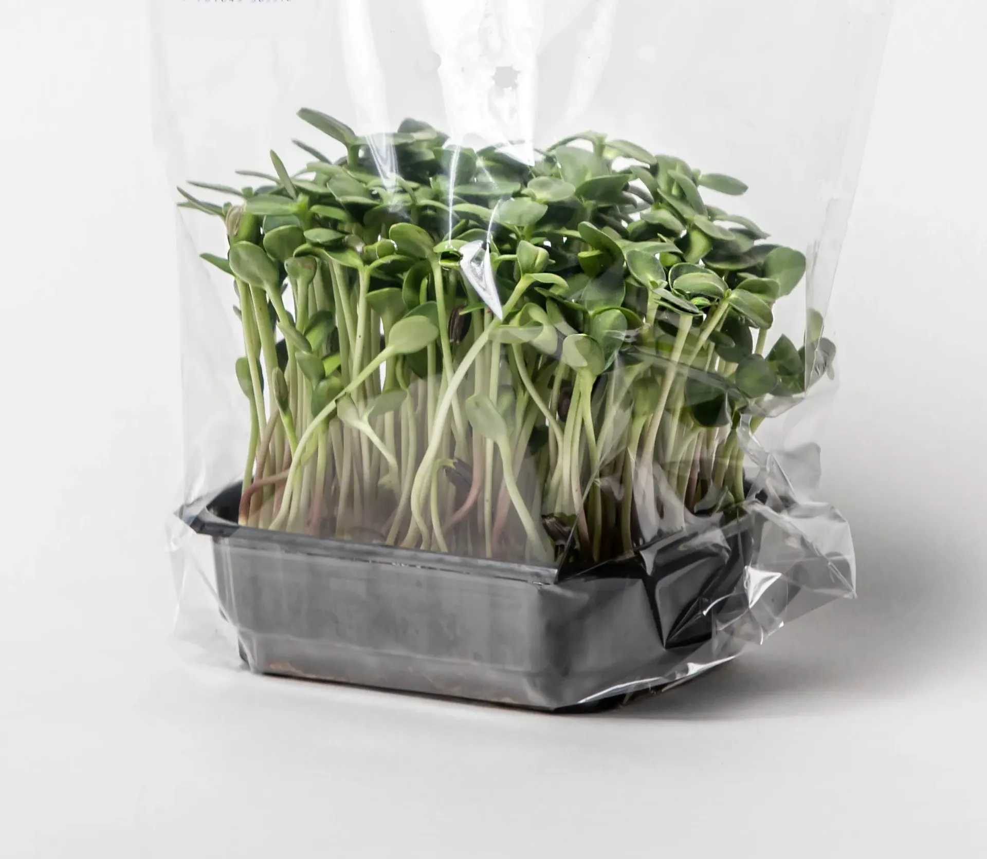 Saulespuķe (Augošā)