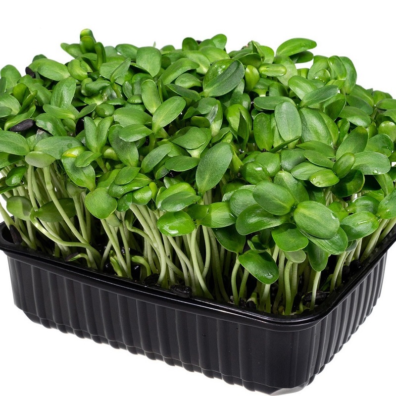 Saulespuķe (Augošā)