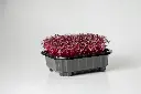 Amaranth Ruby