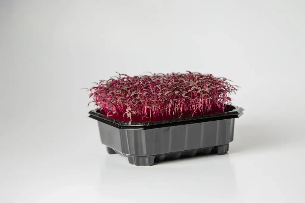 Amaranth Ruby (Growing)