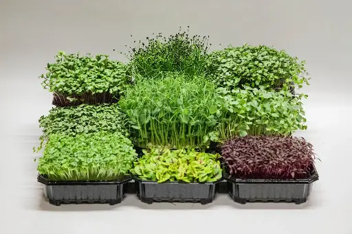 Subscription for a set of greens