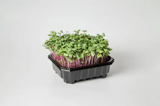 Radish Red Coral