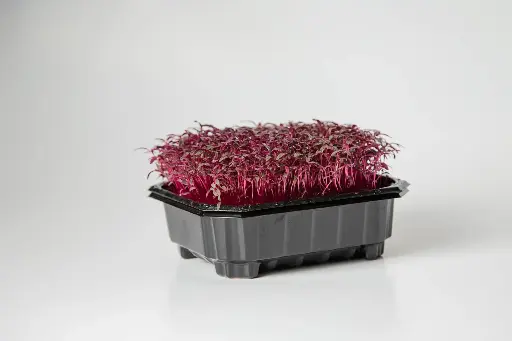 Amaranth Ruby
