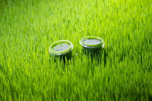 Wheat juice Vitgrass